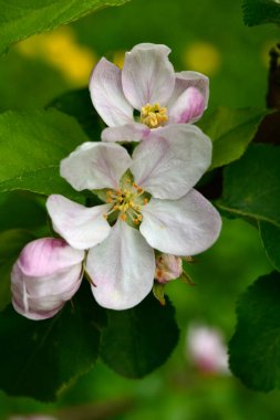 Branches of the apple tree in bloom.Apple tree is blooming in spring .Spring blossom apple trees in flowering fruit orchard at sunny day. Idyllic rural scene.