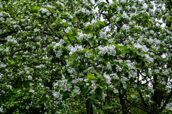 Branches Apple Tree Bloom Apple Tree Blooming Spring Spring Blossom — Photo