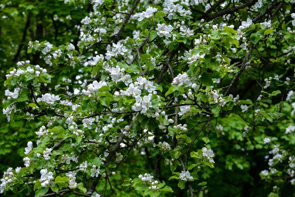 Branches Apple Tree Bloom Apple Tree Blooming Spring Spring Blossom — Stock fotografie