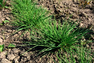 In the garden, succulent, bright green chives (Allium schoenoprasum) grow in the spring.