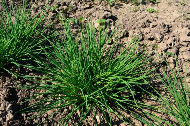 In the garden, succulent, bright green chives (Allium schoenoprasum) grow in the spring.