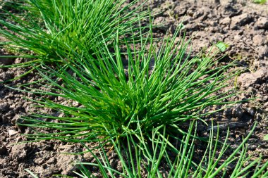 In the garden, succulent, bright green chives (Allium schoenoprasum) grow in the spring.
