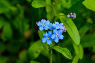 Çiçeklenme Myosotis sylvatica. Aynı çiçeklerin arka planına karşı Blooming Myosotis, yakın çekim, alan sığ bir derinlik ile vuruldu.