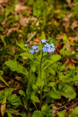 Çiçeklenme Myosotis sylvatica. Aynı çiçeklerin arka planına karşı Blooming Myosotis, yakın çekim, alan sığ bir derinlik ile vuruldu.