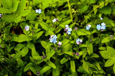 Çiçeklenme Myosotis sylvatica. Aynı çiçeklerin arka planına karşı Blooming Myosotis, yakın çekim, alan sığ bir derinlik ile vuruldu.