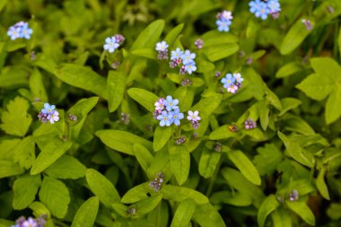 Çiçeklenme Myosotis sylvatica. Aynı çiçeklerin arka planına karşı Blooming Myosotis, yakın çekim, alan sığ bir derinlik ile vuruldu.