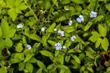Çiçeklenme Myosotis sylvatica. Aynı çiçeklerin arka planına karşı Blooming Myosotis, yakın çekim, alan sığ bir derinlik ile vuruldu.