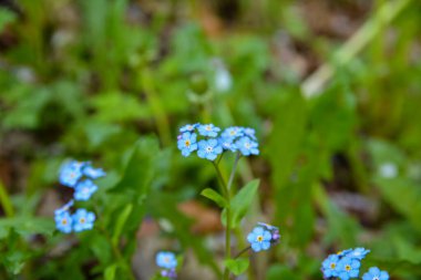 Çiçeklenme Myosotis sylvatica. Aynı çiçeklerin arka planına karşı Blooming Myosotis, yakın çekim, alan sığ bir derinlik ile vuruldu.