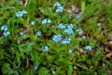 Çiçeklenme Myosotis sylvatica. Aynı çiçeklerin arka planına karşı Blooming Myosotis, yakın çekim, alan sığ bir derinlik ile vuruldu.