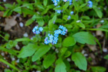 Çiçeklenme Myosotis sylvatica. Aynı çiçeklerin arka planına karşı Blooming Myosotis, yakın çekim, alan sığ bir derinlik ile vuruldu.
