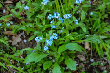 Çiçeklenme Myosotis sylvatica. Aynı çiçeklerin arka planına karşı Blooming Myosotis, yakın çekim, alan sığ bir derinlik ile vuruldu.