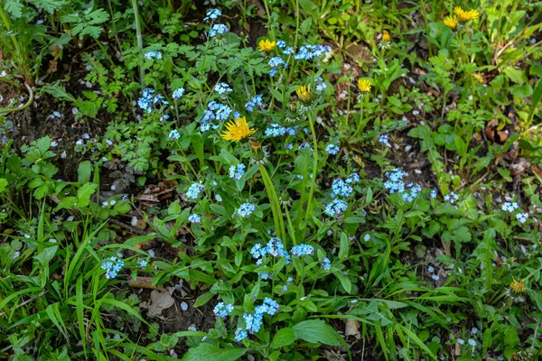 ミオソティスシルバチカを咲かせます 同じ花の背景に対してミオソティスを咲かせ クローズアップ 被写界深度の浅いショット — ストック写真