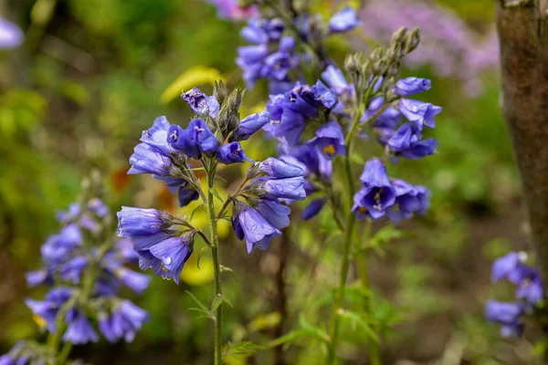 Zbliżenie Kwitnienie Polemonium Caeruleum Blue Kwiaty Polemonium Caeruleum Bylina — Zdjęcie stockowe