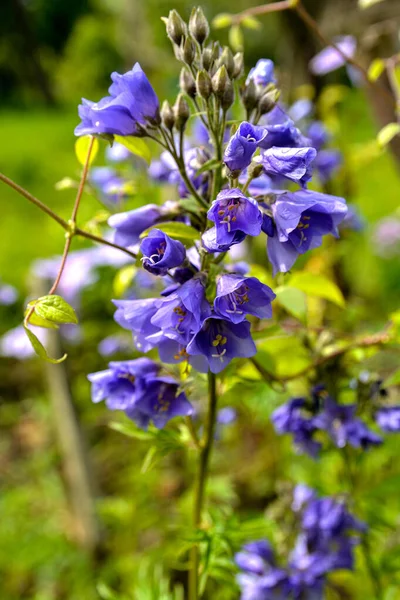 Zbliżenie Kwitnienie Polemonium Caeruleum Blue Kwiaty Polemonium Caeruleum Bylina — Zdjęcie stockowe