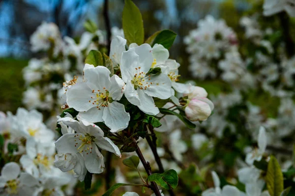 Egy Virágzó Almafa Ága Virágzó Almafa Tavasszal — Stock Fotó