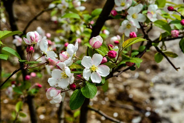 Ветвь Яблони Цвету Цветущая Яблоня Весной — стоковое фото