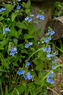 Bahar çiçekleri açan Veronica Chamaedry. Çayırdaki ağaçkakan, Veronica Chamaedrys..