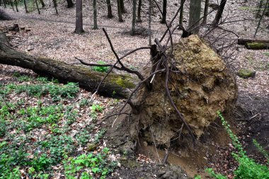 Ormanda talih kuşu. Fırtına hasarı. Şiddetli fırtınadan sonra ormanda devrilen ağaçlar. Fırtına sonrası ormandaki ağaçlar..