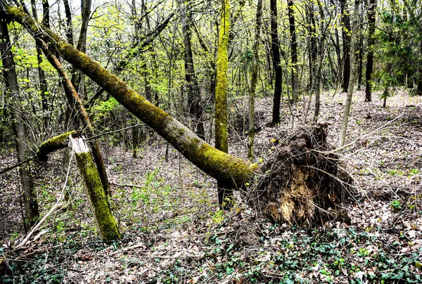 Удача Лесу Шторм Поврежден Падение Деревьев Лесу После Сильного Урагана — стоковое фото