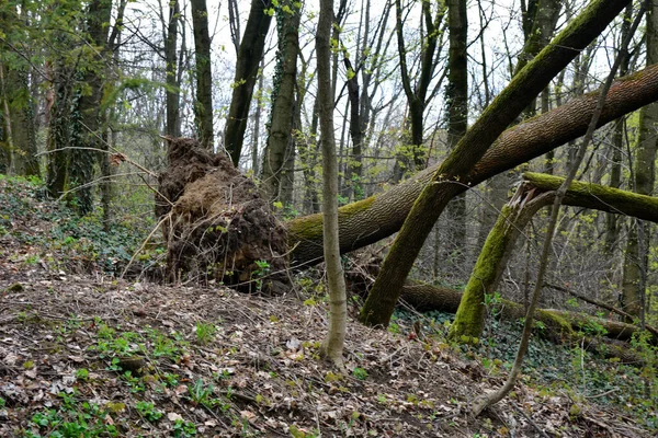 Une Aubaine Forêt Dommages Causés Par Tempête Arbres Tombés Dans — Photo
