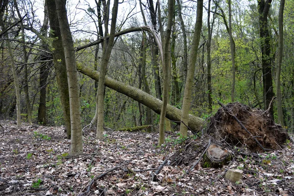 stock image Windfall in forest. Storm damage. Fallen trees in forest after strong hurricane wind.Trees in the forest after a storm.