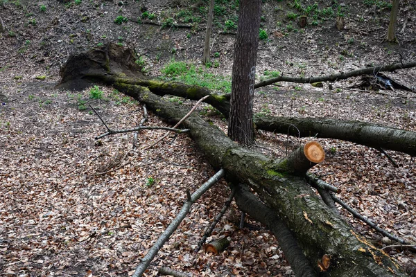 Cascata Nella Foresta Danni Tempesta Alberi Caduti Nella Foresta Dopo — Foto Stock