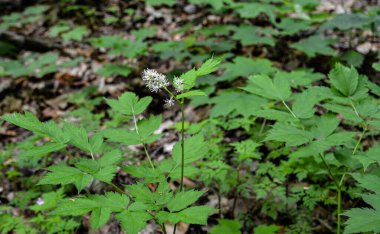 Çiçekli Avrasya böğürtlenleri, Actaea baharatı. Ormanda açan Avrasya böğürtlenleri (Actaea spicata).