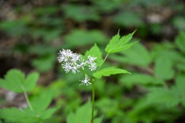 Çiçekli Avrasya böğürtlenleri, Actaea baharatı. Ormanda açan Avrasya böğürtlenleri (Actaea spicata).