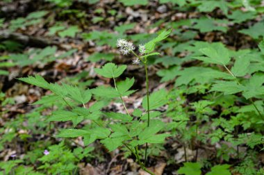 Çiçekli Avrasya böğürtlenleri, Actaea baharatı. Ormanda açan Avrasya böğürtlenleri (Actaea spicata).