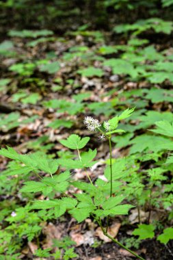 Çiçekli Avrasya böğürtlenleri, Actaea baharatı. Ormanda açan Avrasya böğürtlenleri (Actaea spicata).