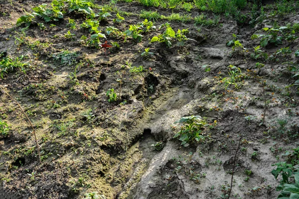 Heavy Downpours Rains Caused Severe Soil Erosion Vegetable Crops Significant — Stock Photo, Image