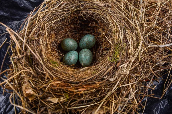 Nest with eggs. Turdus merula, Blackbird.blackbird (Turdus merula), blackbird nest with four eggs in a flowers box with geranium plants.