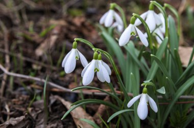 Galanthus Nivalis çiçekleri. Baharda bahçede damlalar..