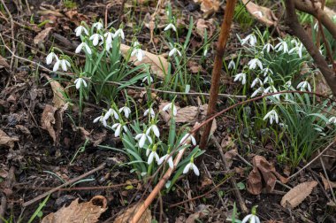 Galanthus Nivalis çiçekleri. Baharda bahçede damlalar..