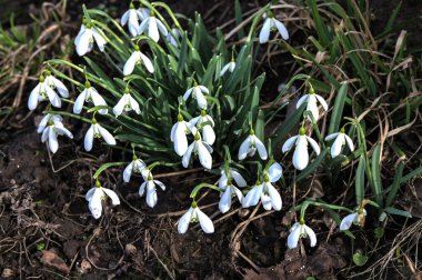 Galanthus Nivalis çiçekleri. Baharda bahçede damlalar..