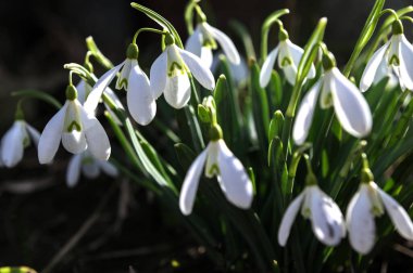 Galanthus Nivalis çiçekleri. Baharda bahçede damlalar..