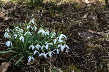 Galanthus Nivalis çiçekleri. Baharda bahçede damlalar..