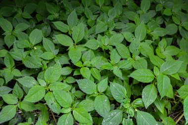 Küçük-çiçek dokunun-bana-değil daimi bitki (Impatiens parviflora) yakından. İmpatiens parviflora - Çiçeksiz çiçek açmayan yeşil yaprak.