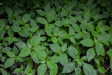 Küçük-çiçek dokunun-bana-değil daimi bitki (Impatiens parviflora) yakından. İmpatiens parviflora - Çiçeksiz çiçek açmayan yeşil yaprak.