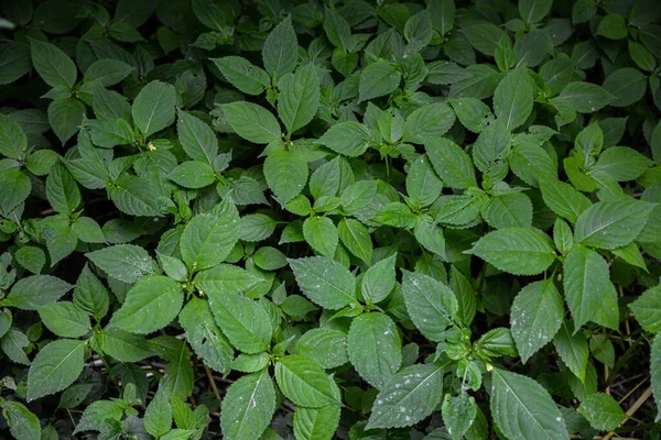 stock image Small-flower touch-me-not perennial plant(Impatiens parviflora) closeup.Impatiens parviflora - Non-flowering plant green leaf without bloom.