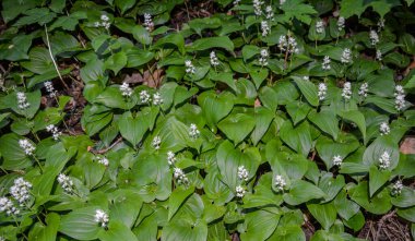 Maianthemum bifolium (yanlış vadi zambağı veya Mayıs zambağı) genellikle yerel bir rhizomatöz çiçek bitkisidir. Maianthemum bifolium karışık bir ormanda yetişir..