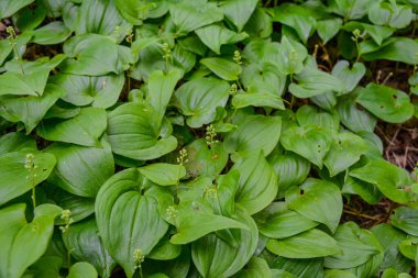 Maianthemum bifolium (yanlış vadi zambağı veya Mayıs zambağı) genellikle yerel bir rhizomatöz çiçek bitkisidir. Maianthemum bifolium karışık bir ormanda yetişir..