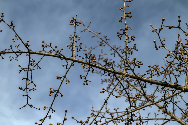 Wildflowers Ukrainian Steppe Cornus Mas European Tree Branches Early Springtime — Stock Photo, Image
