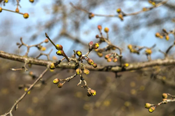 Ukrayna Basamağındaki Kır Çiçekleri Cornus Mas Avrupa Ağaç Dalları Ilkbaharın — Stok fotoğraf