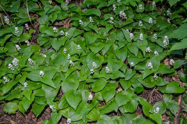 Maianthemum Bifolium Lirio Falso Del Valle Lirio Mayo Menudo Una —  Fotos de Stock