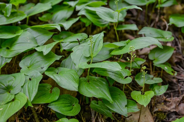 Maianthemum Bifolium Ψεύτικο Κρίνο Της Κοιλάδας Κρίνο Μαΐου Είναι Συχνά — Φωτογραφία Αρχείου