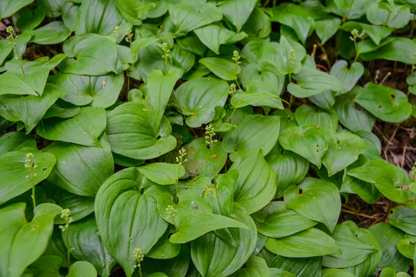 Maiântemo Bifolium Falso Lírio Vale Lírio Maio Muitas Vezes Uma — Fotografia de Stock