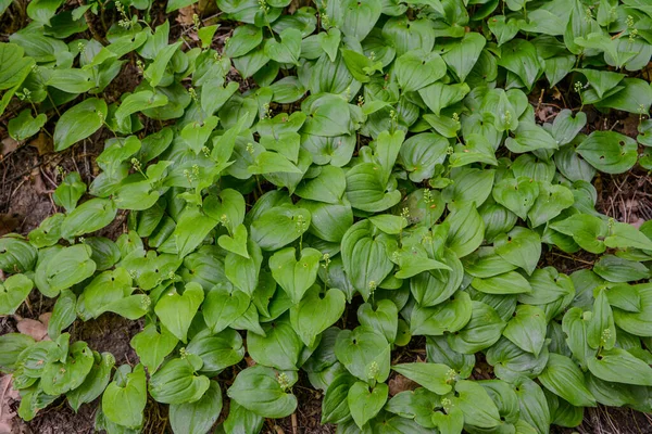 Maiântemo Bifolium Falso Lírio Vale Lírio Maio Muitas Vezes Uma — Fotografia de Stock