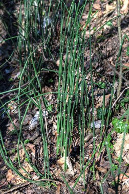 Equisetum hyemale yeşil kökleri, genç bambu gibi görünüyor bahçe göleti suyunun yanında. Genç bambu çalıları. Bambu filizleri ormanı.