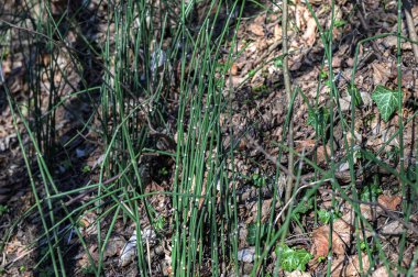 Equisetum hyemale yeşil kökleri, genç bambu gibi görünüyor bahçe göleti suyunun yanında. Genç bambu çalıları. Bambu filizleri ormanı.